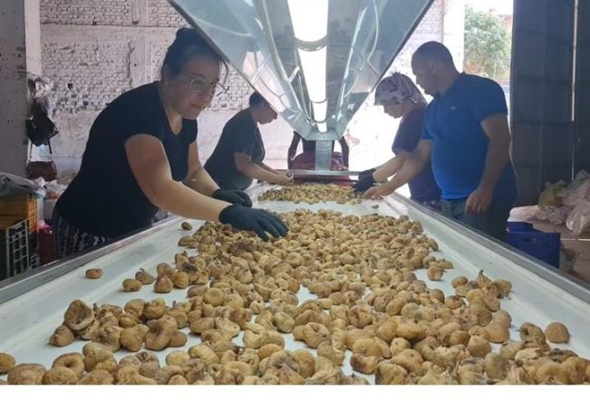 İşçilere rekor sezon ücreti! 33 günlük çalışmaya 90 bin TL ödeme