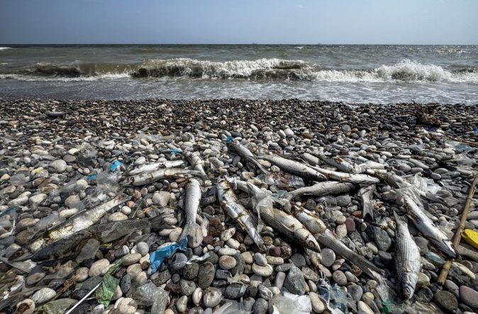 Mersin sahilini ölü balıklar kapladı