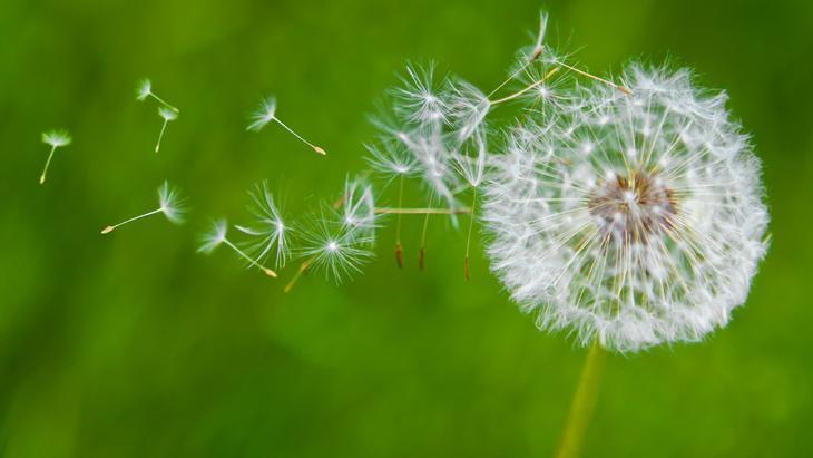 Avrupa’da zeka ilacı, Türkiye'de var ama bilen yok! Yol kenarındaki mucize