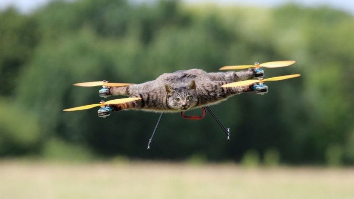 Bilim insanları, ölü kuşlardan drone yapıyor – En Son Haber