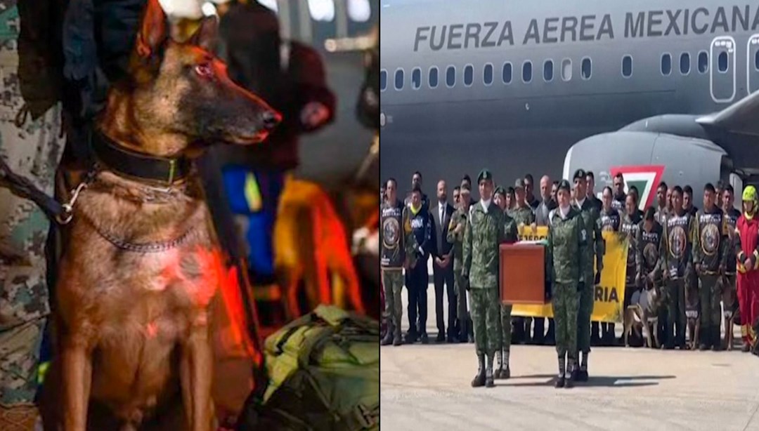 Meksika’da kurtarma köpeği Proteo’ya törenle veda edildi