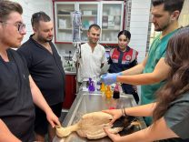 Aydın’da Yaralı Leyleğe 3D Yazıcı ile Umut Oldular
