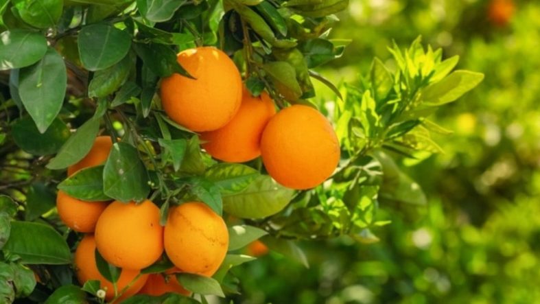 Asırlık narenciye devi iflas etti: Borç yüküne dayanamadı