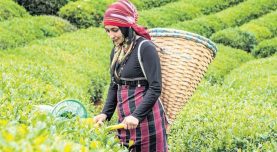 Hasat öncesi ‘kalite’ uyarısı