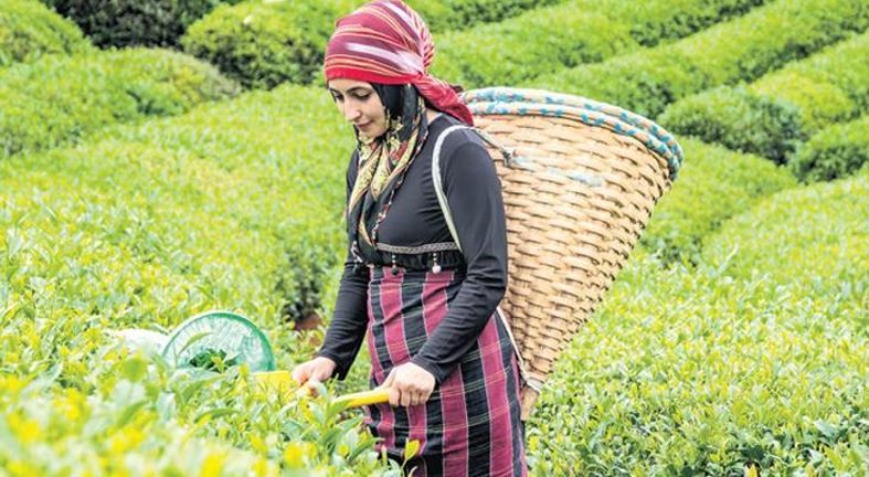 Hasat öncesi ‘kalite’ uyarısı
