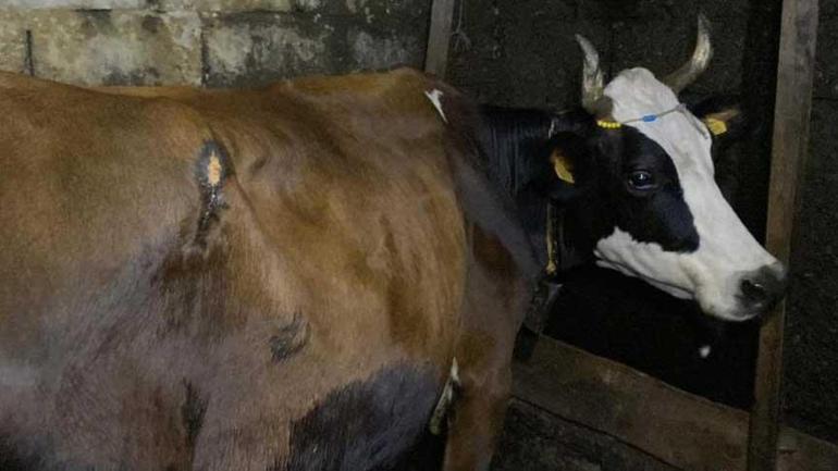 Artvinde ayı saldırısı Köylüler müdahale etti: Üzerinde pençe izleri vardı