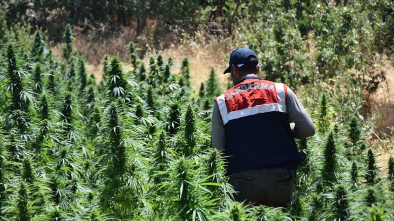 Kenevir operasyonu! Samsun’da 5 bin 230 kök ele geçirildi