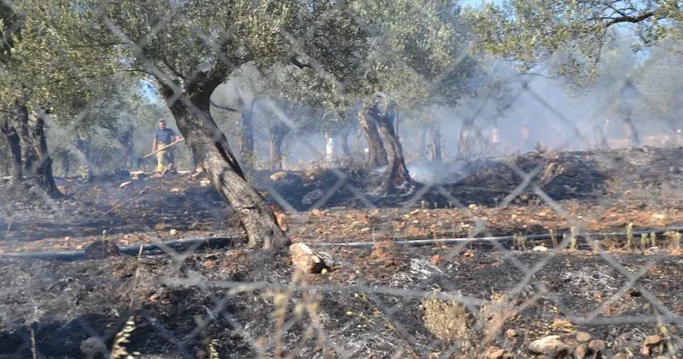 Ayvalık’ta yerleşim sitesinin yanında zeytinlik yangını
