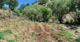 Bingöl’de 7 noktada 4 bin 314 kök kenevir ele geçirildi