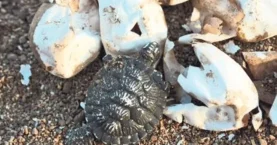 Caretta carettalar sahile çıkıyor