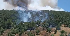 Konya’da ormanlık alanda yangın