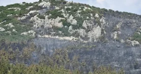 Manisa Saruhanlı’da orman yangını! Havadan ve karadan müdahale ediliyor