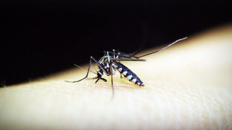 Çin'de 7 binden fazla kişiye sivrisinek kaynaklı chikungunya virüsü bulaştı