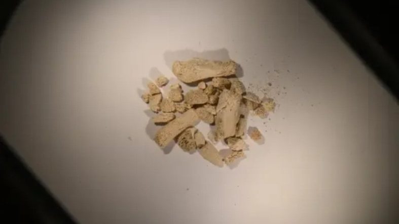 Avrupa arktik bölgesinde bir ilk: 46 farklı türe ait kalıntılar bulundu