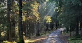 Bolu’da ormanlık alanlara girişler yasaklandı
