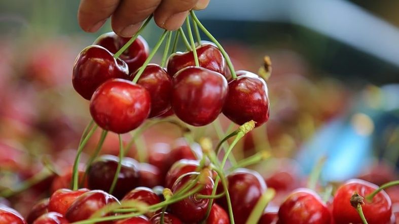 1000 TL'ye satılan kiraz Türkiye'ye 4 bin kilometre uzakta daha ucuz