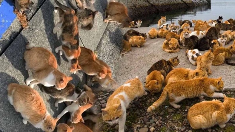 Bu adada kedilerin nüfusu insanlardan 4 kat fazla, öyle ki kendilerine ait bir tapınakları bile var