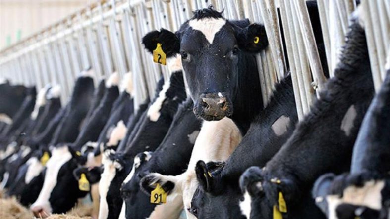 İktidar, üreticiyi bıraktı yabancıya kazandıracak