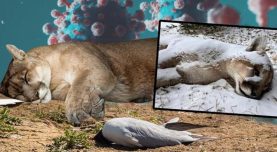 Kuş gribi kâbusu: Dağ aslanını öldürdü, sıra insanda mı? ‘Ajan gibi hücreye sızıyor’