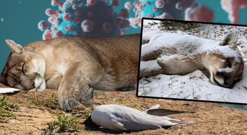 Kuş gribi kâbusu: Dağ aslanını öldürdü, sıra insanda mı? 'Ajan gibi hücreye sızıyor'